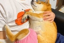赤ちゃんのように甘える犬→テレビを見ていたら『構ってくれない』と察して…まさかの『態度の急変』に爆笑「切り替えｗ」「蹴り一発入れてて草」