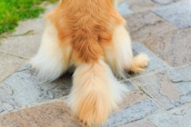 犬の『しっぽの動き』で分かる心理4つ　感情を読み取るために注目すべきポイントとは？