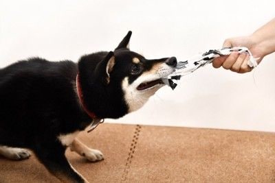 壊れたおもちゃを引っ張る犬