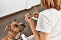 犬の近くに『絶対置いてはいけないモノ』７選　最悪の場合、愛犬が命を落とすことも…