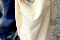 雨の日、外で犬が動かなくなったので『エコバッグ』に入れて運んだ結果…思わず二度見してしまう光景が20万再生「可愛いすぎ」「シュールｗ」