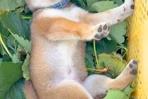 畑仕事についてきた柴犬の赤ちゃん→ふと、葉っぱが入っているカゴの中を見てみると…『尊すぎる光景』が33万再生「美味しそうｗ」「可愛い」
