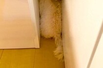 生まれて初めて『インターホンの音』を聞いた犬→ビックリしすぎて、隙間に…守りたくなる行動と表情に2万いいね「尊すぎて爆笑」「無邪気な瞳」