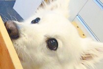 『イチゴが入ったダンボール』を眺める犬→『変な音がするな』と思ったら…想定外だった『衝撃の光景』に7万いいね「知能犯で草」「笑ったｗ」
