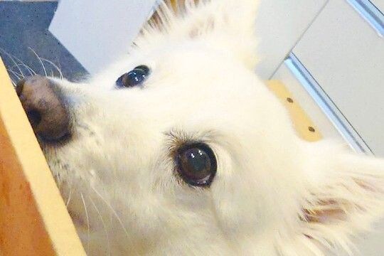『イチゴが入ったダンボール』を眺める犬→『変な音がするな』と思ったら…想定外だった『衝撃の光景』に7万いいね「知能犯で草」「笑ったw」