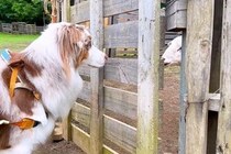 犬たちがはじめて『羊に会った』結果→牧羊犬の本能が出て…思った以上の『仕事っぷり』がすごいと33万再生「さすが」「友達になってるw」