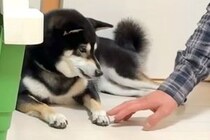 犬を連れて帰省→飼い主の父をウザがっていたかと思いきや…別の犬のような『態度の変化』が26万再生「ツンデレで最高」「甘えん坊モード炸裂」