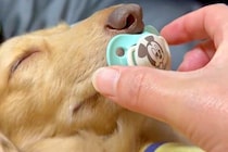 『おしゃぶり』をしながら眠る犬→回収しようとした結果…人間の赤ちゃんのような光景に2万いいね「赤子と同じｗｗ」「ちょっと可愛すぎんか」