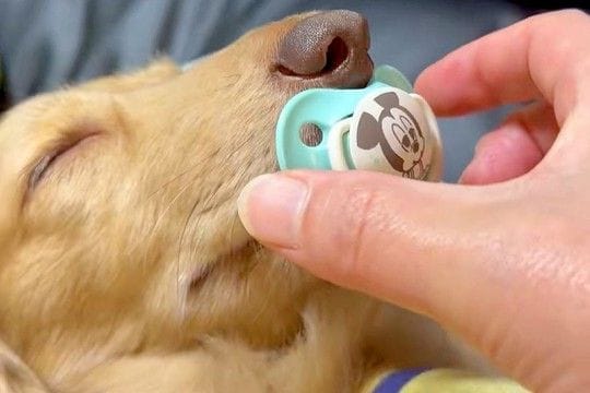 『おしゃぶり』をしながら眠る犬→回収しようとした結果…人間の赤ちゃんのような光景に2万いいね「赤子と同じｗｗ」「ちょっと可愛すぎんか」