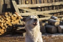 犬の『くしゃみ』放っておいて大丈夫？放置してはいけない危険なサインとは