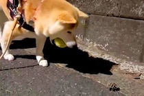 夜、ボールを咥えて散歩していた犬→途中で『松ぼっくり』を発見してしまい…わかりやすく『葛藤する光景』が130万再生「めっちゃ悩むやんｗ」