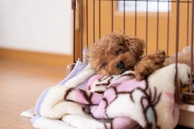 はみ出した毛布、トイプードル