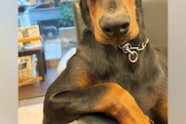 『イケメンと初めて手繋ぎました』大型犬との恋人ごっこ→想像以上に『カッコいい光景』が140万再生「彼氏LV999」「絶対守ってくれる」