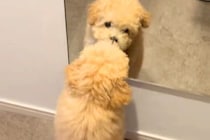 生まれて初めて『鏡』を見た赤ちゃん犬→『自分じゃないワンコだ』と勘違いして…犬生1週目すぎる光景が8万再生「一生懸命で可愛い」「尊すぎ」
