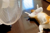暑い日、扇風機の前から動かない犬→無防備にお腹を見せて…完全に『人間化』している光景に反響「休日のおっさんで草」「めっちゃ可愛いｗ」