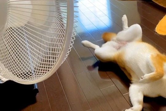 暑い日、扇風機の前から動かない犬→無防備にお腹を見せて…完全に『人間化』している光景に反響「休日のおっさんで草」「めっちゃ可愛いｗ」