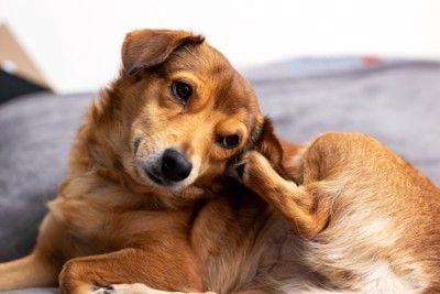 ソワソワする犬