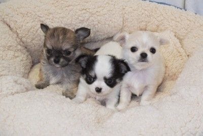 三匹の子犬
