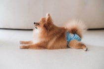 『発情期の犬』がみせるサイン4選　行動に表れる変化や飼い主がすべきことまで