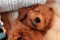 パパとママの体重が3キロくらいの子犬→『小さく育つかな』と思っていたら…想定外すぎた『ビッグサイズな現在』に反響「最高」「可愛すぎる」