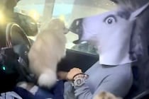 車でパパを待つ犬たち→『馬になって帰ってくるドッキリ』をした結果…想像の上をいく『シュールな光景』が304万再生「可愛いが渋滞してるｗ」