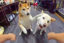 2匹の犬と『オヤツはどっちゲーム』をした結果→2択を外しすぎて、ヤケになり…『人間のような行動』に8万いいね「ナイス制止ｗ」「可愛い」