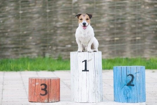 犬にまつわる『ギネス世界記録』5つ　あまり知られていないユニークな快挙とは？