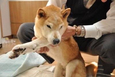 老犬を移動させる