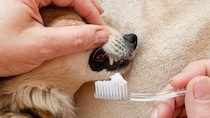 老犬に絶対やってはいけない『NGお手入れ』５選　体への負担となるタブー行為とは？