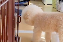 『風邪ひいた、どうしたらいいと思う？』と犬に聞いた結果→『心配してくれた』と思ったら…辛辣な展開が97万再生「好きｗｗ」「期待通り」