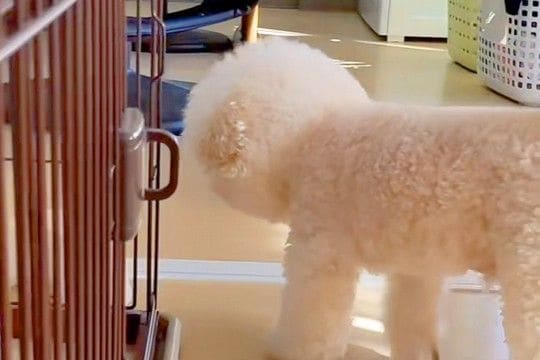 『風邪ひいた、どうしたらいいと思う?』と犬に聞いた結果→『心配してくれた』と思ったら…辛辣な展開が97万再生「好きww」「期待通り」