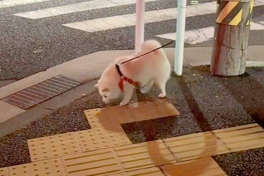 『居るはずのない飼い主がいたら、犬はどうするか？』足元まで来ても気付かずに…目が合った瞬間の『反応』が95万再生「フゴッｗｗ」「可愛すぎ」