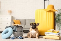 犬と旅行するときに飼い主が守るべき『4つのマナー』何に注意したらいいの？周りへの配慮まで