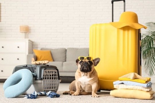 犬と旅行するときに飼い主が守るべき『4つのマナー』何に注意したらいいの?周りへの配慮まで