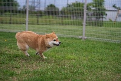走る柴犬