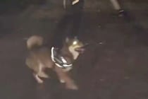 夜、公園のロープを犬の前に出した結果→『可愛く遊ぶかな』と撮影すると…ホラーすぎる『まさかの光景』に爆笑「電車で見るんじゃなかったｗ」