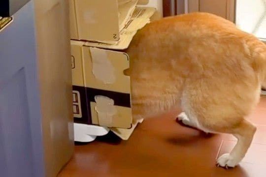 『絶対にお風呂には入らない』と駄々をこねまくる柴犬…まさかの『拒否の仕方』が95万再生「察知能力高すぎww」「世話が焼けるほど可愛い」