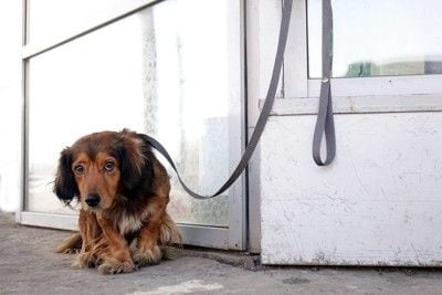 女性にキスされている犬