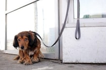 犬との関係性が悪化する『絶対NG行為』5選　愛犬からの信頼を失う飼い主の行動とは？