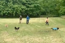 縦横無尽に駆け回る3匹の犬→『リードが絡まってしまう』と思いきや…飼い主たちによる『見事すぎる連携』に称賛「競技かとｗ」「チームプレー」