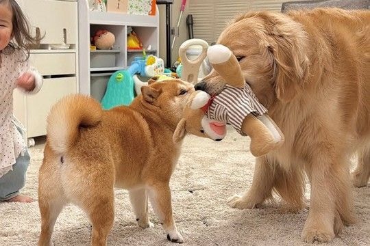 2歳の女の子のぬいぐるみが『柴犬に取られてしまった』結果→大型犬が取り返そうとして…想像と違う展開が26万再生「笑ったw」「優しすぎ」