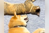 『床で寝転んでいる猫』と『どうしても構ってほしい犬』→種族の壁を超えた『愛おしすぎるアピール』が57万再生「幸せそう」「面倒見よすぎ」