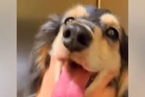 ある日、突然歩けなくなった犬→獣医師に『手術しても歩けないかも』と言われて…奇跡のような『素敵な物語』に感動「頑張った」「抱きしめたい」