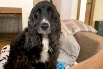 ママの隣を陣取って甘える赤ちゃん犬→兄犬が『僕の席なのに！』と不満を爆発させ…可愛すぎる『取り合い』に反響「訴える目ｗ」「大物感凄いｗ」