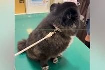 ウキウキで診察台に乗る犬→『ここは病院だ』と気付いた瞬間に…あまりにもわかりやすい『絶望する光景』に2万いいね「可愛すぎますｗｗ」