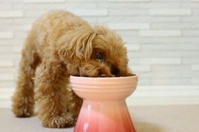 ごはんを食べているトイプードル