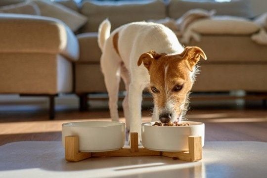 犬が食欲不振になっているときにおすすめな『トッピング』5つ　食いつきを良くするための解決策とは？