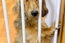 物音がしたので、振り返った結果→犬が『柵』に挟まっていて…絶対に笑わせにきている『まさかの表情』に2万いいね「確信犯で草」「元気出たｗ」