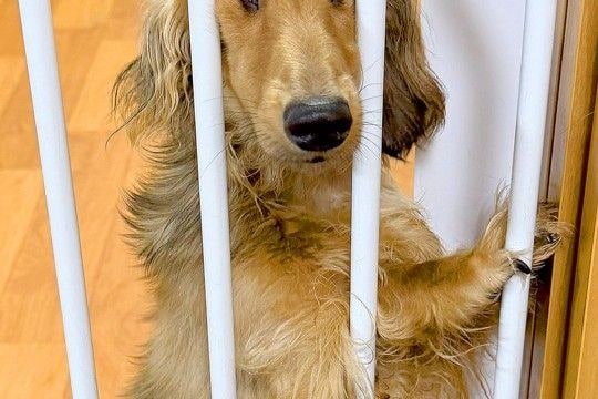 物音がしたので、振り返った結果→犬が『柵』に挟まっていて…絶対に笑わせにきている『まさかの表情』に2万いいね「確信犯で草」「元気出たｗ」
