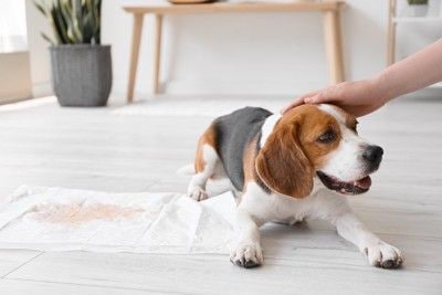 おしっこをして頭を撫でられる犬